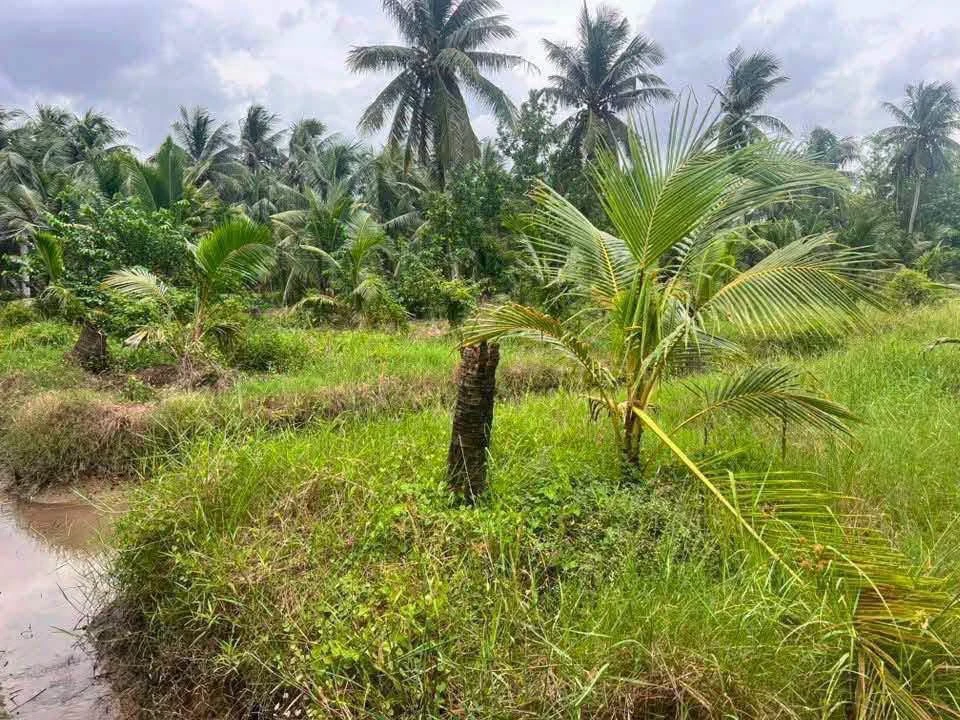 Bán 5,2 công đất vườn 1 tỷ 150 triệu Vĩnh Long - Ảnh thu nhỏ 3