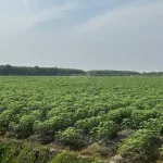 Tôi chính chủ cần bán gấp 10 hecta đất đen đường nhựa lớn giá 1,35tỷ/mẫu tại xã Ninh Điền TN - Ảnh thu nhỏ 7