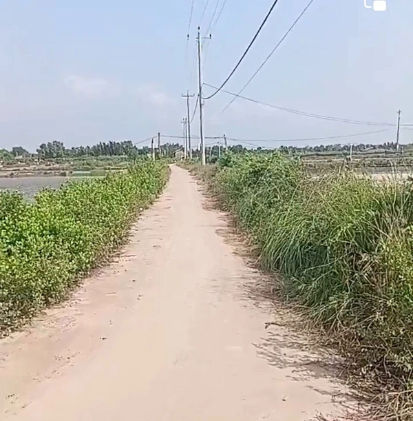 Bán đất 8500m² giá 1 tỷ 20 triệu Ba Tri Bến Tre