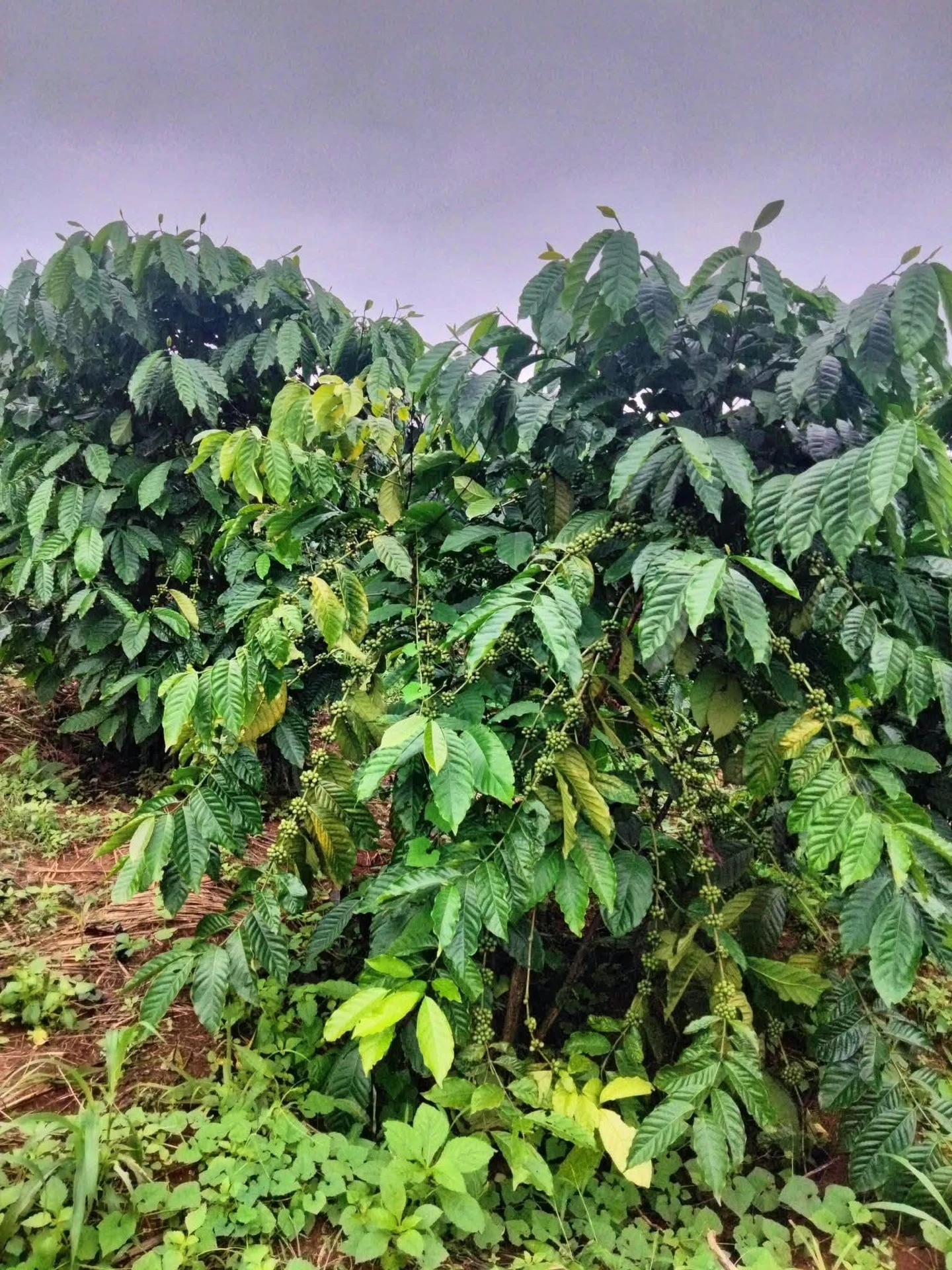 Bán cafe 8m² tại Tuy Đức, Đắk Nông 850 triệu - Ảnh 1