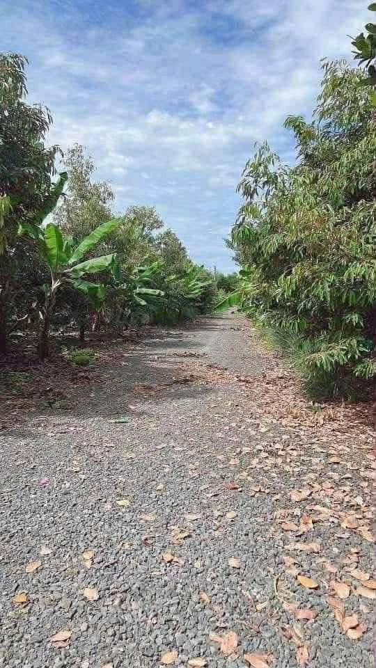 Bán 3000m² đất vườn sầu riêng Bàu Hàn Đồng Nai - Ảnh 1