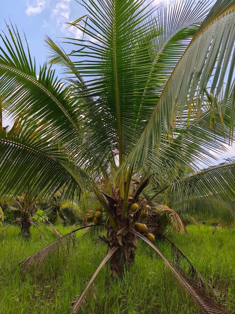 Bán đất vườn dừa 1 công 6 (1600m²) giá 590 triệu - Ảnh thu nhỏ 5
