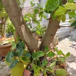 Bán nhà 112/5, Bạch Đằng, Trà Vinh, giá 1.8 tỷ TL - Ảnh thu nhỏ 6