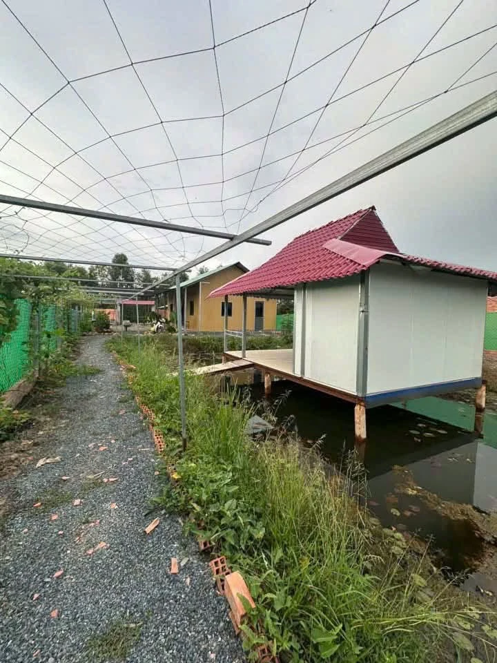 Bán nhà vườn 1000m² Đức Huệ Long An, giá 1 tỷ 650 - Ảnh thu nhỏ 3