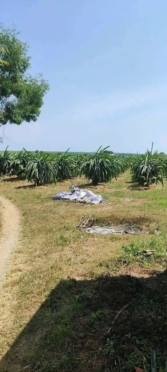 Bán đất 1 sào Hàm Cường 269 triệu - Ảnh thu nhỏ 3