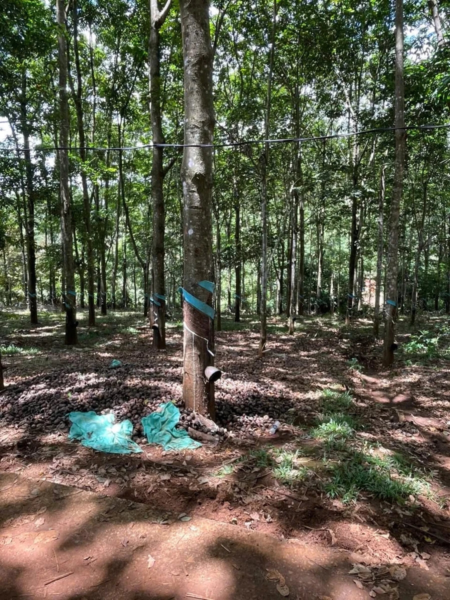 Bán 1,6 ha đất vườn cao su Kiên Đức, Lâm Đồng 5,35 tỷ - Ảnh 1