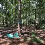 Bán 1,6 ha đất vườn cao su Kiên Đức, Lâm Đồng 5,35 tỷ - Ảnh thu nhỏ 1