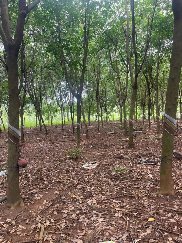 Bán nhà 200m² hơn 2 tỷ Thạnh An Bình Phước