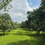 Bán 2.385 m² đất vườn xoài La Ngà, Đồng Nai 445tr/1.000m² - Ảnh thu nhỏ 4