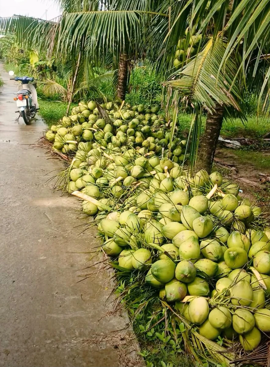 Bán đất vườn dừa 4,6 công tại Giồng Trôm, Bến Tre - Ảnh 1