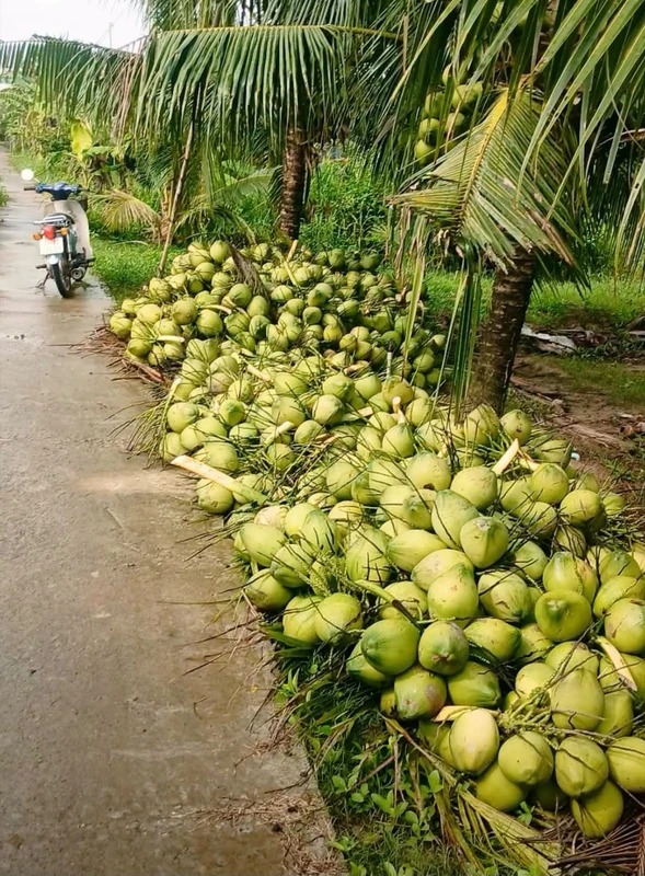 Bán đất vườn dừa 4,6 công tại Giồng Trôm, Bến Tre