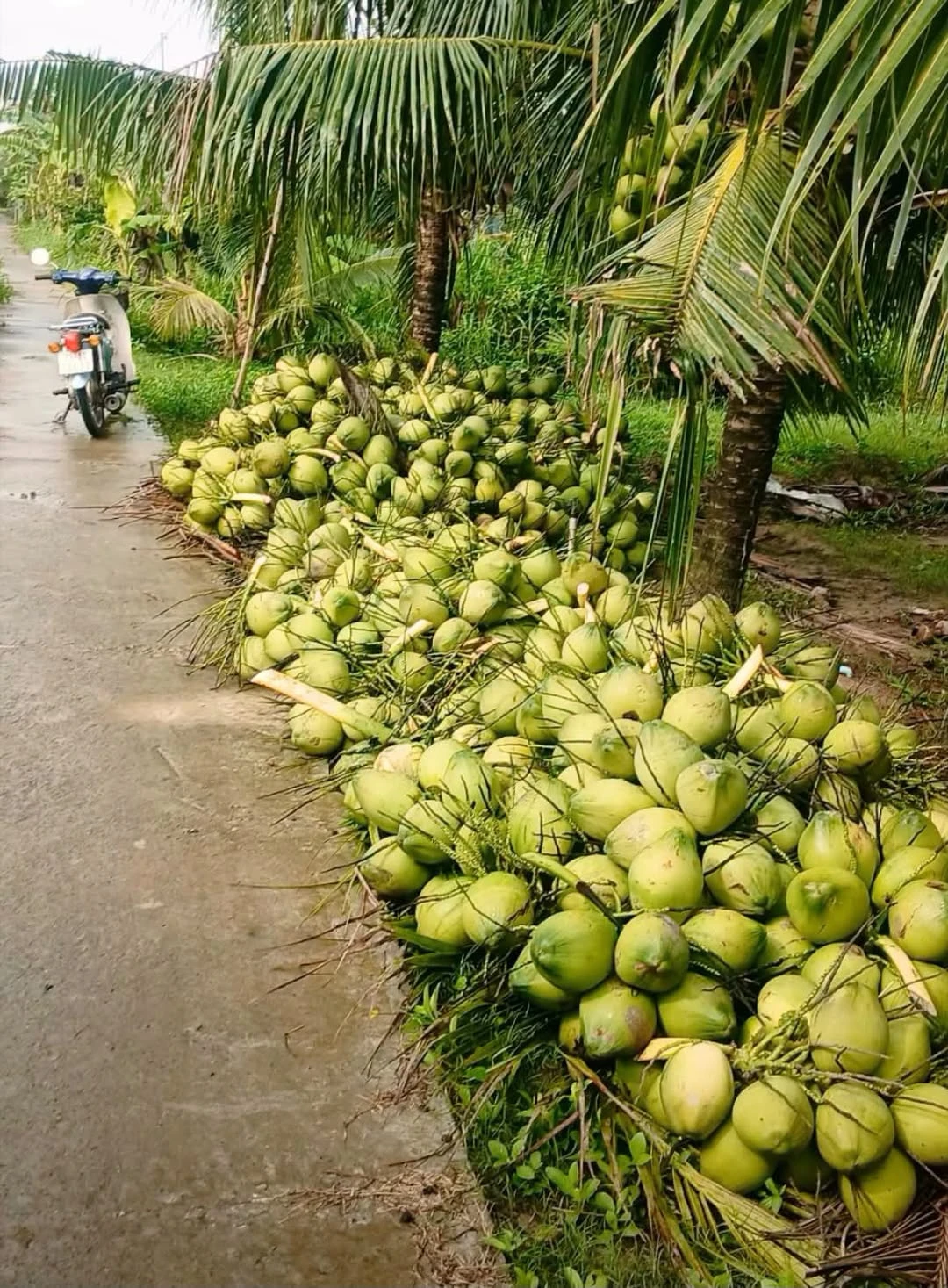 Bán đất vườn dừa 4,6 công tại Giồng Trôm, Bến Tre - Ảnh 1