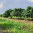 Bán đất tại Tân Hội, Vĩnh Long 3,5 tỷ, 2849m2, có 100m2 đất ở, view đẹp, chính chủ - Ảnh thu nhỏ 20