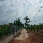 Bán 1,5 mẫu đất Đá Bạc Tp Hcm, 6,5 tỷ - Ảnh thu nhỏ 2