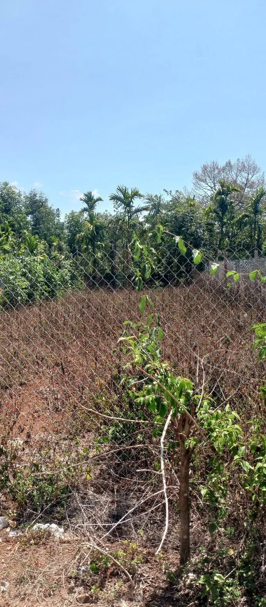 Bán đất 10x29m (290m²) 750 triệu Đắk Lắk - Ảnh thu nhỏ 5