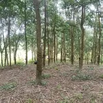 Bán đất 2.9 hecta Phú Trung, Bình Phước - 3.5 tỷ - Ảnh thu nhỏ 1