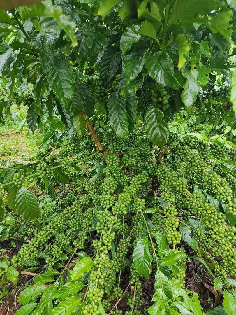 Bán 1ha đất cafe sản xuất Đồng Tâm, Bình Phước - Ảnh 1