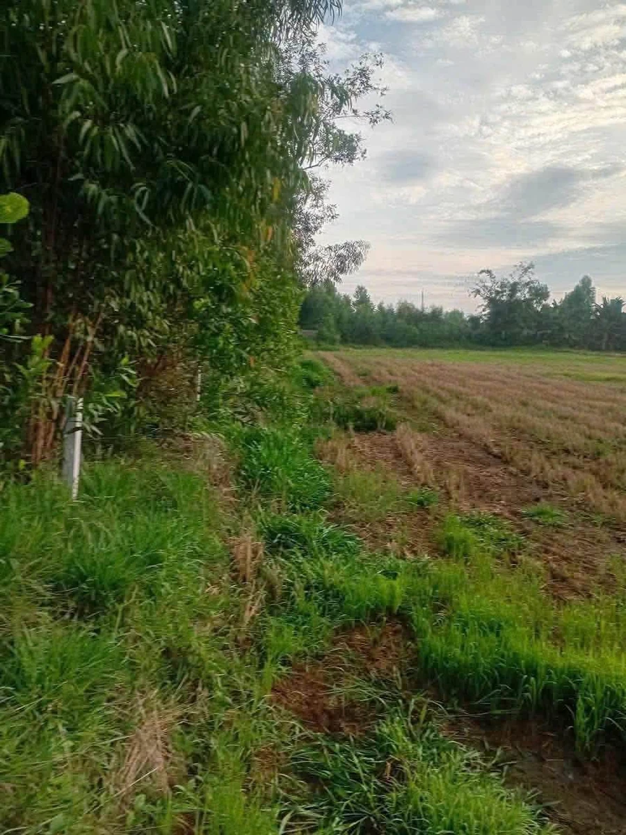 Bán đất lúa 14000m² tại Đức Huệ, Long An - Ảnh 1