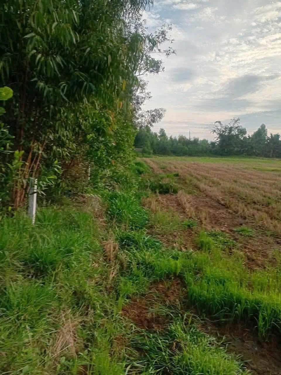 Bán đất lúa 14000m² tại Đức Huệ, Long An - Ảnh 1