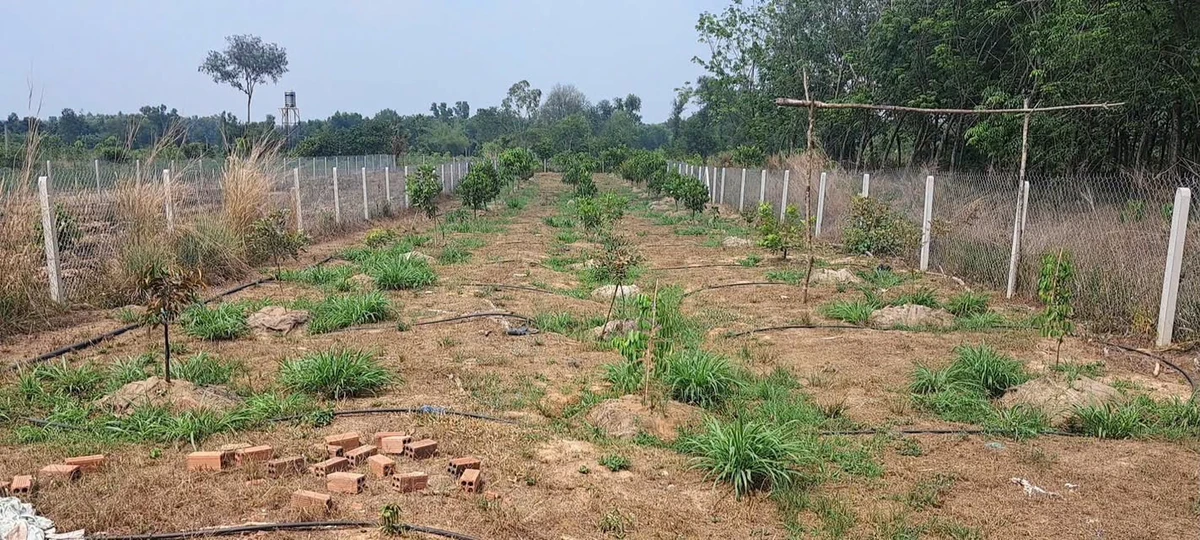 Bán đất 1000m2 Phú Riềng 400 triệu - Ảnh thu nhỏ 2