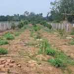 Bán đất 1000m2 Phú Riềng 400 triệu - Ảnh thu nhỏ 2