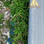 Bán nền đất Dương Thị Cẩm Vân Tân Thành 78m² 1 tỷ 4 - Ảnh thu nhỏ 1