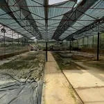 Bán gấp lô đất 4100m2 view rừng thông đường Mimoza, Đà Lạt giá 8,5 tỷ - Ảnh thu nhỏ 5