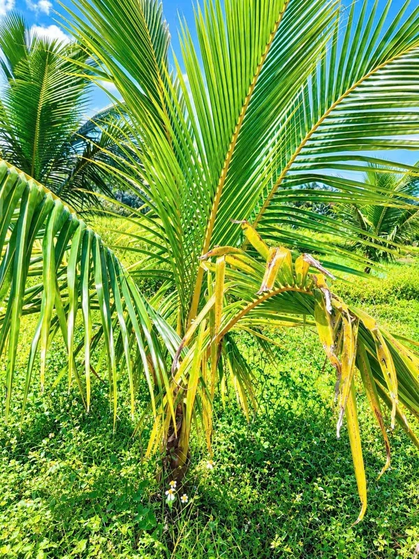 Bán 1 sào đất 1.000m² có 200m² thổ cư, mặt tiền 37m gần trung tâm Long Khánh