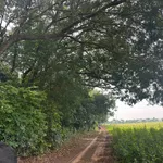 Bán đất Lai Uyên Bầu Bàng 10.600m2 hai mặt tiền 14 tỷ - Ảnh thu nhỏ 4