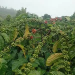 Bán 2ha đất Đắk Nông 4.65 tỷ kinh doanh - Ảnh thu nhỏ 2