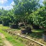 Bán vườn mai gần 2 hecta Tân Triều Đồng Nai 24 tỷ - Ảnh thu nhỏ 4
