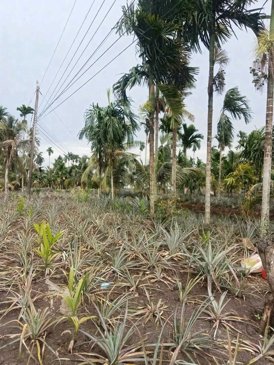 Bán 9.9 công đất rẫy Cau Dừa Khóm, 1 tỷ 200 triệu - Ảnh thu nhỏ 3