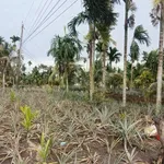 Bán 9.9 công đất rẫy Cau Dừa Khóm, 1 tỷ 200 triệu - Ảnh thu nhỏ 3