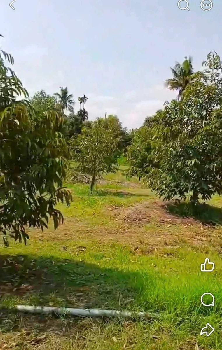 Bán 1ha vườn sầu riêng Đồng Nai, giá 3 tỷ - Ảnh thu nhỏ 2