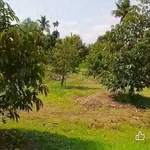 Bán 1ha vườn sầu riêng Đồng Nai, giá 3 tỷ - Ảnh thu nhỏ 2