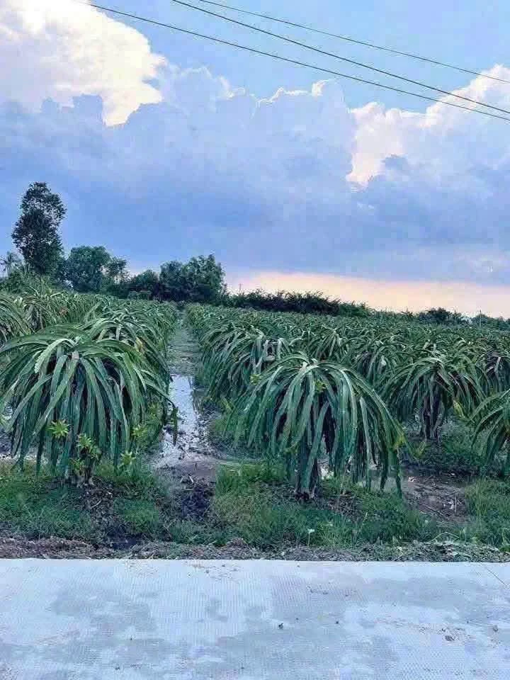 Bán đất nền mặt tiền 1.000m2 tại Bình Chánh - Ảnh thu nhỏ 4