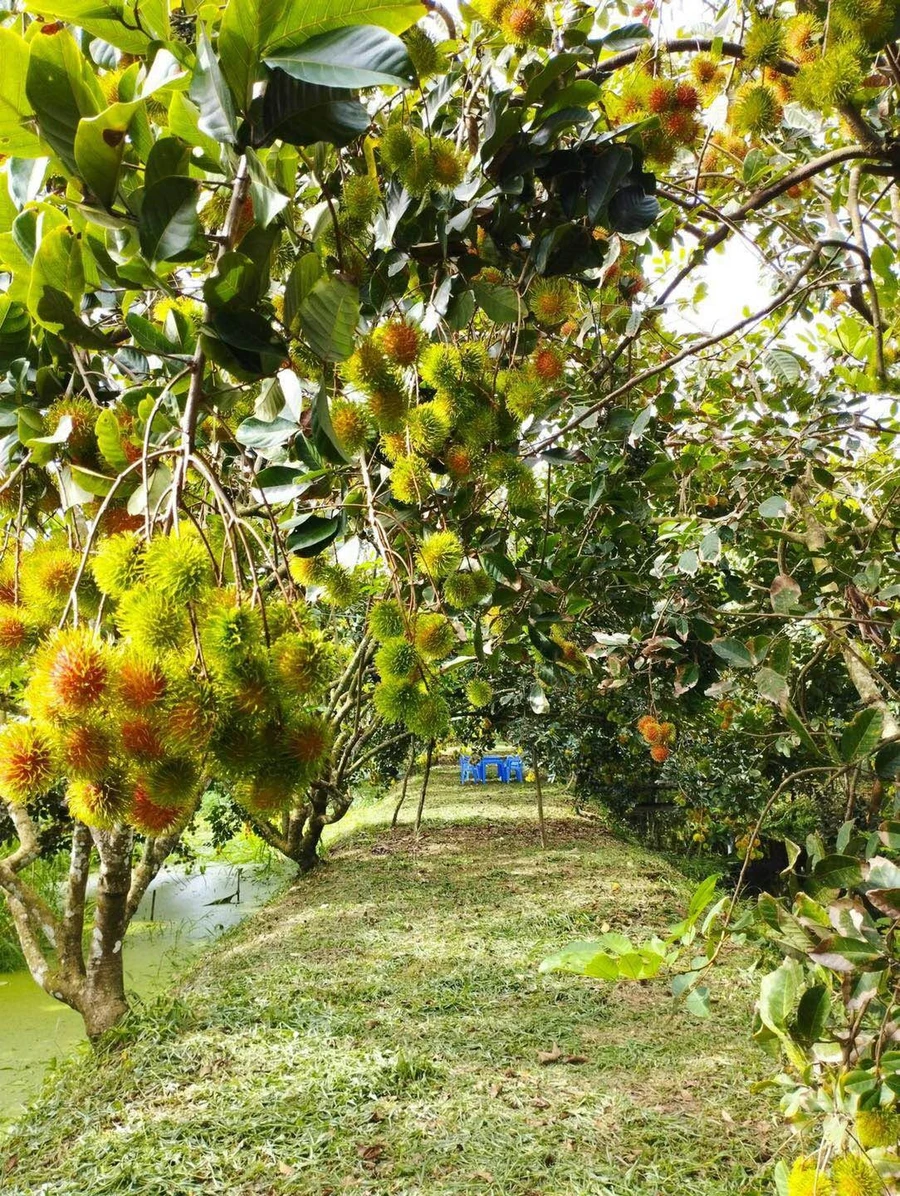 Bán đất vườn chôm chôm 1 sào gần sân bay Long Thành 1 tỷ 390 - Ảnh 1