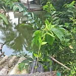 Bán lô đất 130 m² Xã Long Hòa, Cần Đước, Long An - Ảnh thu nhỏ 3