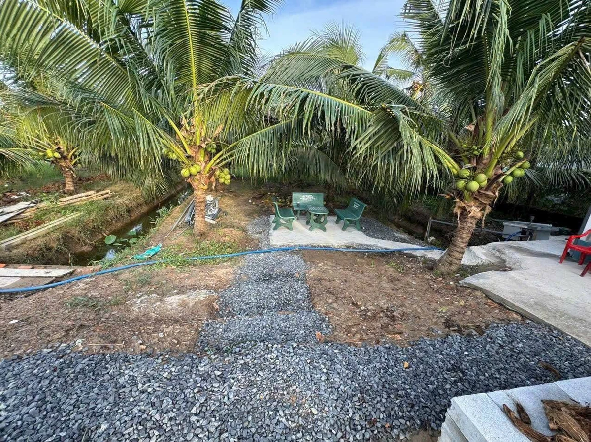 Bán vườn dừa mặt tiền lộ nhựa 8400m² Cần Giờ - Ảnh thu nhỏ 4