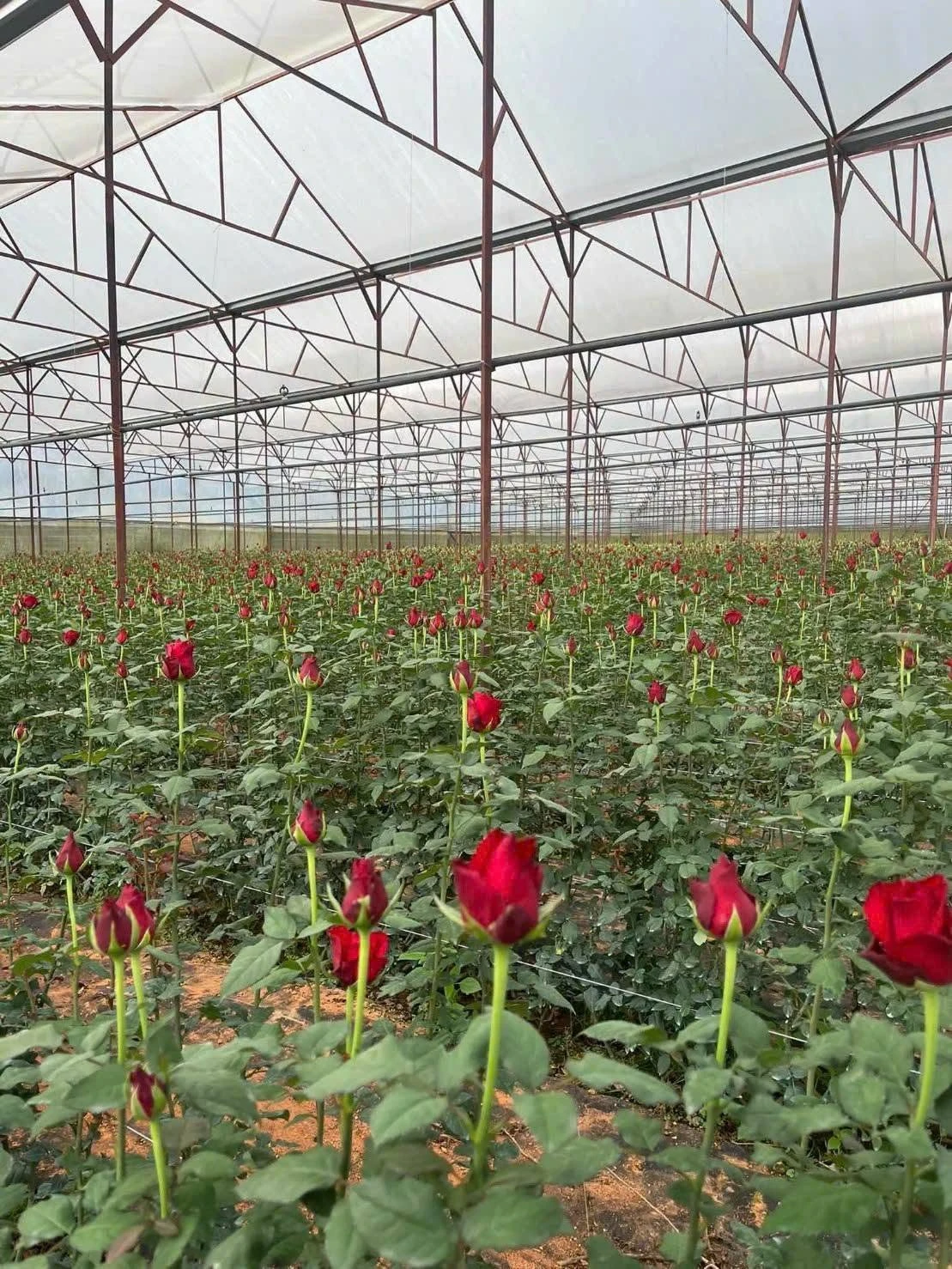 Bán 9 sào đất nông nghiệp có nhà lồng tại Đà Lạt 9000m2 - Ảnh 1