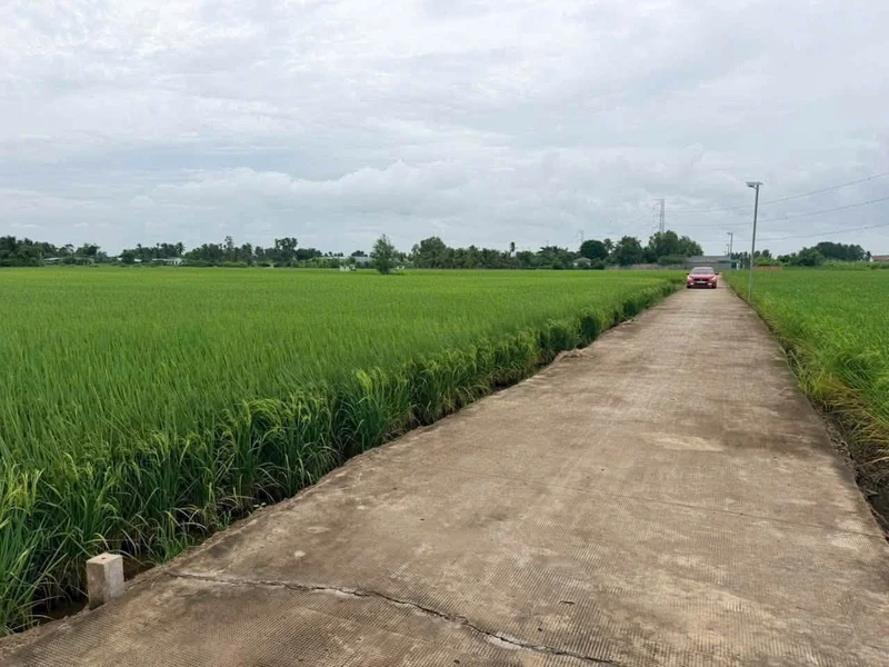 Bán 2000m² đất lúa Mỹ Bình, Tân Trụ, Long An