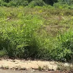 Bán đất Xuân Thọ 5×38m (190m²), 690 triệu, sổ riêng - Ảnh thu nhỏ 3