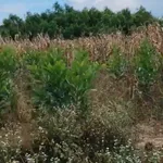 Bán đất 4 sào (4000m²) 550 triệu Xuân Lộc - Ảnh thu nhỏ 2