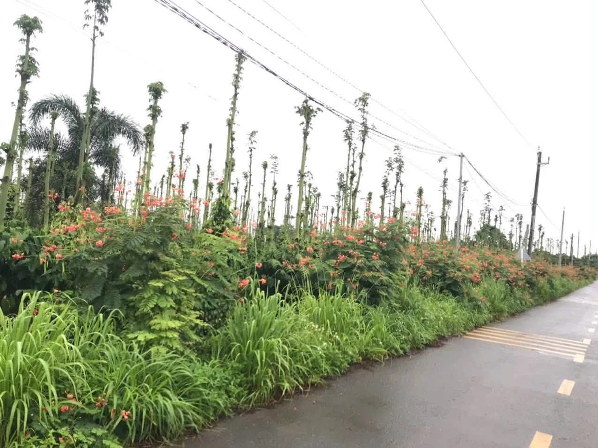 Bán 5000m² đất thổ cư Huyện Cẩm Mỹ, Đồng Nai 11 tỷ 500 triệu - Ảnh thu nhỏ 2