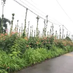 Bán 5000m² đất thổ cư Huyện Cẩm Mỹ, Đồng Nai 11 tỷ 500 triệu - Ảnh thu nhỏ 2