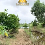 Bán lô đất vườn 5838m² Phường An Xuyên Cà Mau 2 tỷ - Ảnh thu nhỏ 5