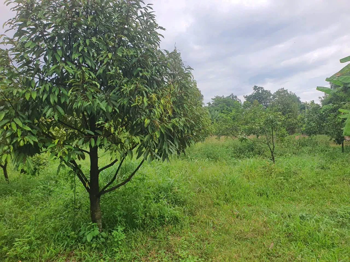 Bán đất 2 sào Củ Chi, mặt tiền, view suối, có cây ăn trái - Ảnh thu nhỏ 5
