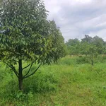 Bán đất 2 sào Củ Chi, mặt tiền, view suối, có cây ăn trái - Ảnh thu nhỏ 5