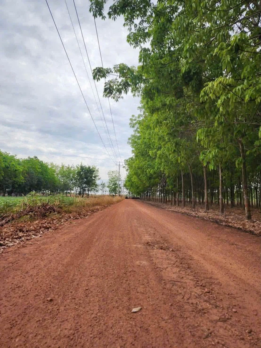 Bán đất nền 160m² Chơn Thành, Bình Dương 250 triệu - Ảnh thu nhỏ 2