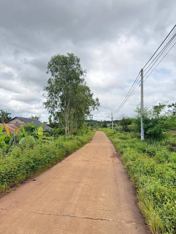 Bán đất 4 sào Đắk Mil 980 triệu